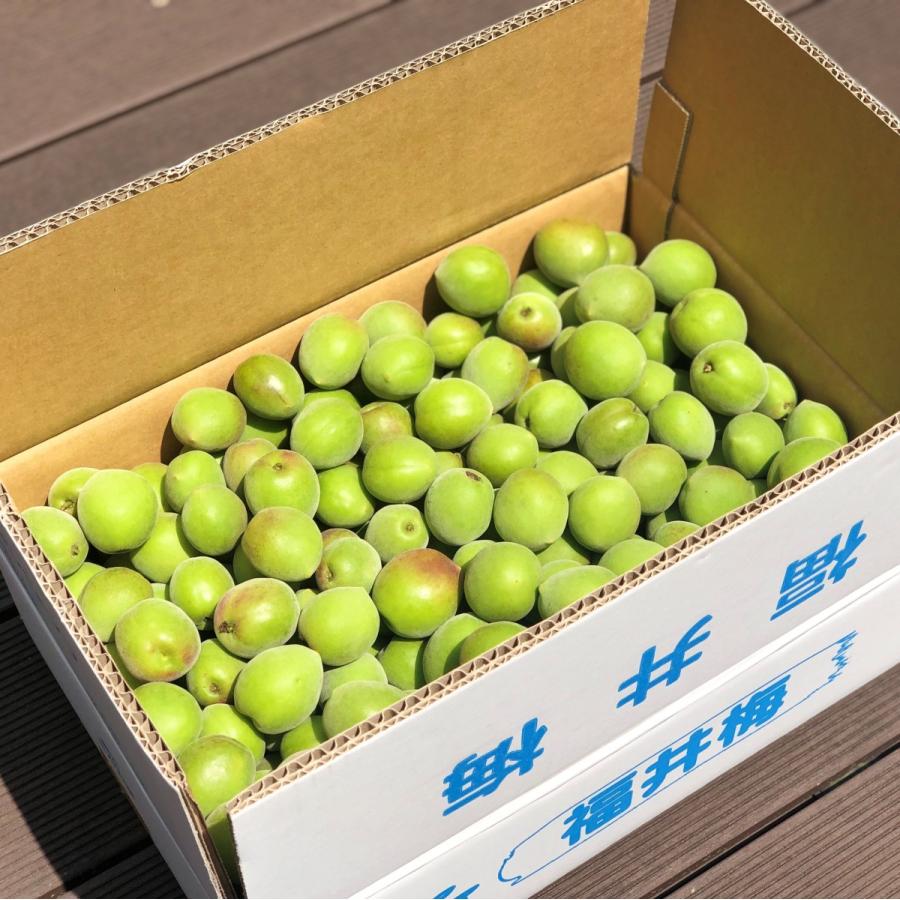 6月上・中旬より順次発送 剣先梅（青梅）5kg（サイズ混合）あおうめ