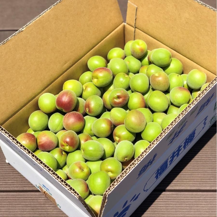 141❤️青梅5kg Mサイズ 紅さし　秀品 6/10頃から順次発送 青梅(紅映梅) 5kg 2Lサイズ前後 秀と優の