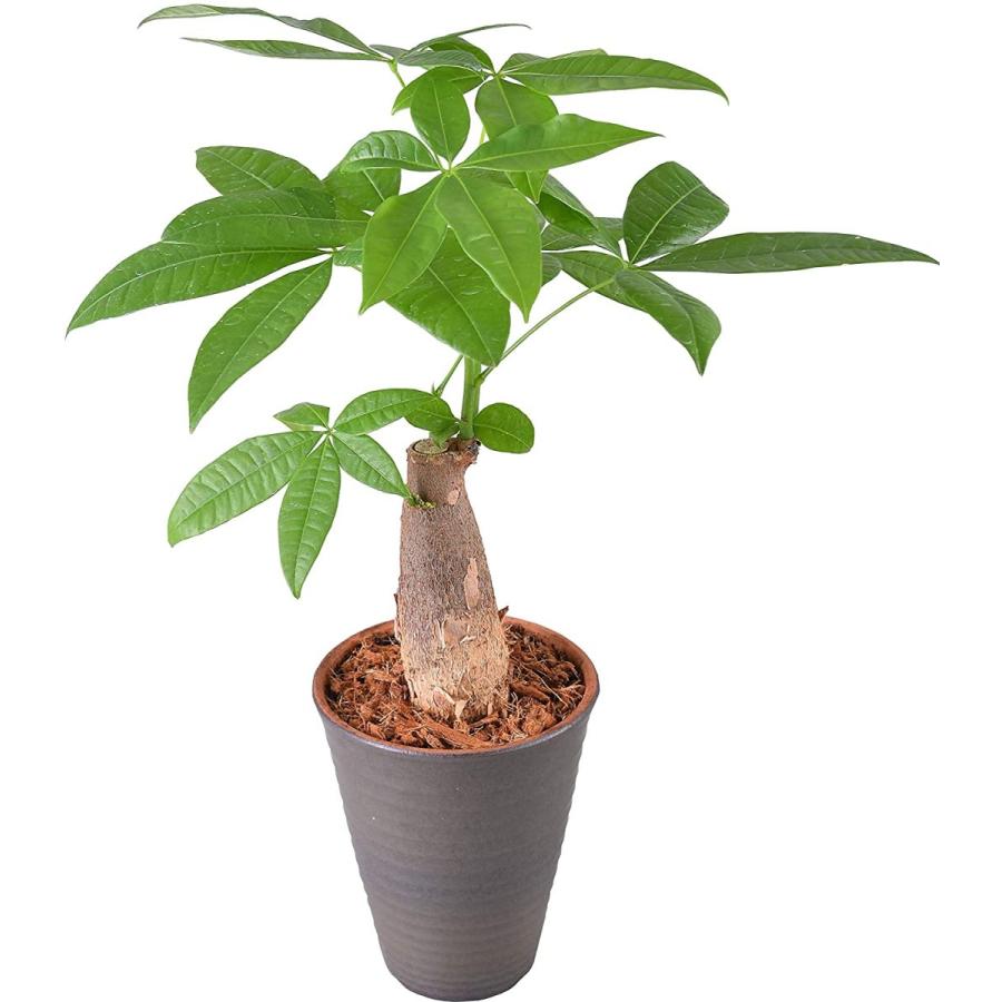 1377円 新素材新作 花のギフト社 パキラ 発財樹 ４号 陶器 鉢植え 観葉植物 インテリア グリーン
