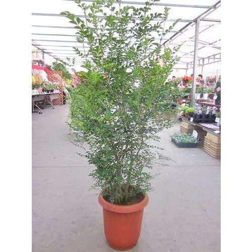 限定セール シマトネリコ 10号 観葉植物 観葉植物 Www Willow Walks Co Uk