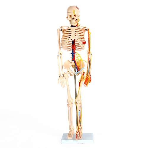 人体骨格模型 全身 85cm 血管 心臓セット 骨格標本 直立型 スタンド 教材 関節可動タイプ モデル 学校 病院 Jk 35a S 0409 Sawa Z 通販 Yahoo ショッピング