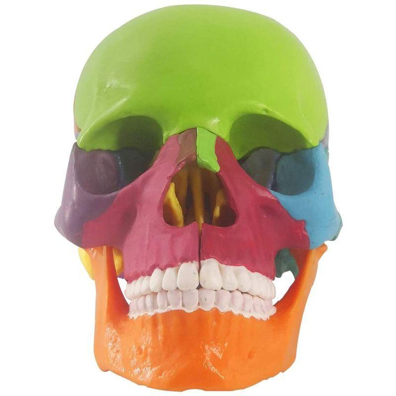 ミニ人類の頭骨モデル カラー 15の部品のひらサイズの解剖学的頭蓋骨モデル 1 2の大きい解剖の頭骨の模型爆発頭蓋骨 医学教育 子供の学習教 Cooretto 通販 Yahoo ショッピング