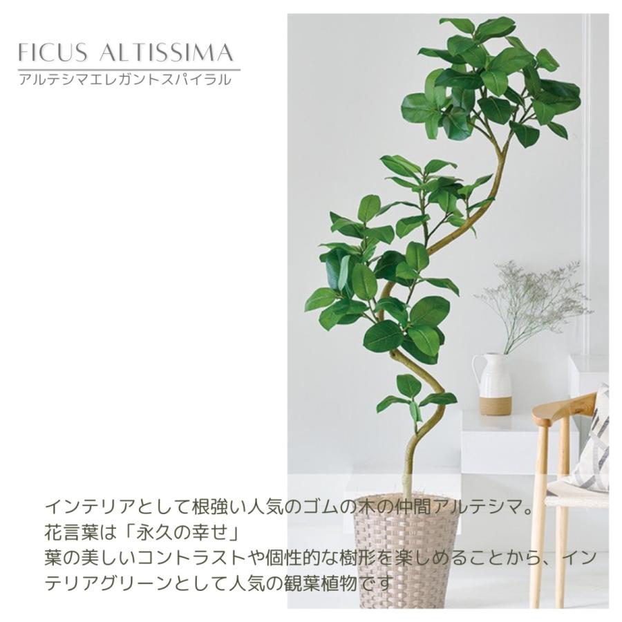 フィカス アルテシマ ゴムの木 曲がりスパイラル 高さ200cm 人工 フィカス アルテシマ ゴムの木 曲がりスパイラル 高さ200cm 人工