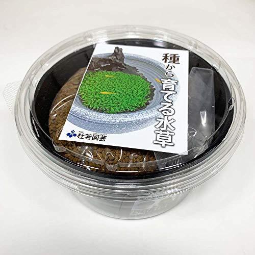 メダカ喜ぶ 種から育てる水草栽培キット タイガーハイグロ S 2216 Rumdul 通販 Yahoo ショッピング