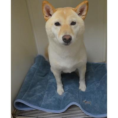 国際ブランド クイックドライ ケージマット ｍ Bl ブルー フレックス販売 B ペット グッズ 犬 ドッグ 猫 キャット Discoversvg Com