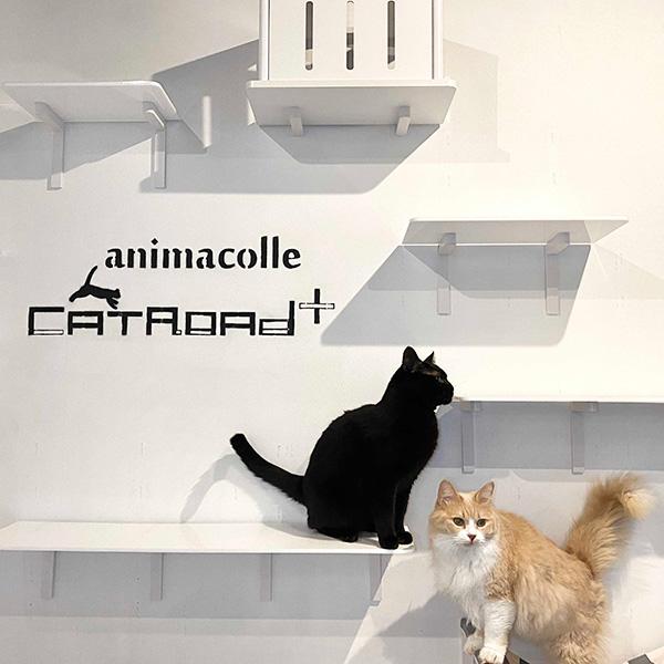 Catroad＋ キャットロードプラス キャットステップ ホワイト 350mm