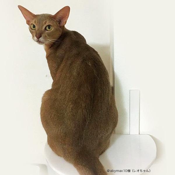 Catroad＋ キャットロードプラス コーナーステップ ホワイト