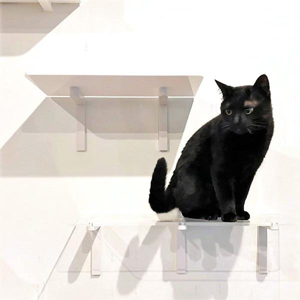 キャットロードプラス ロングステップ クリア 600mm アニマコレ ▼c ペット グッズ 猫 キャット タワー ツリー 透明 日本製 Catroad+ animacolle 送料無料_4