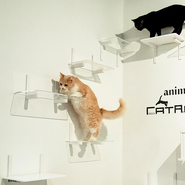 アニマコレ animacolle キャットロードプラス 3点セット