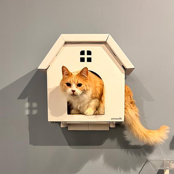 【新品】MYZOO LUNA ＆ animacolle キャットロードプラス 新品】MYZOO LUNA ＆ animacolle キャットロードプラス 【公式通販】