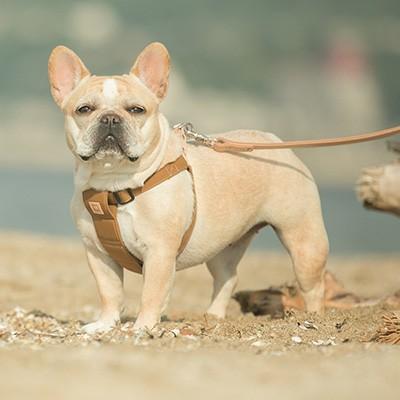 □クチタプ [QUCHITAP] セボナー[CEBONNER] ハーネス キャメル