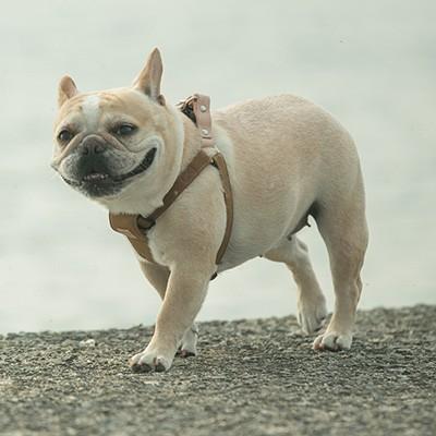 □クチタプ [QUCHITAP] セボナー[CEBONNER] ハーネス キャメル