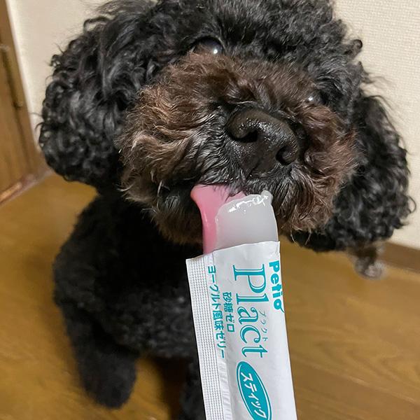 Petio プラクト 砂糖ゼロ ヨーグルト風味ゼリー スティック 8本 Petio プラクト 砂糖ゼロ ヨーグルト風味ゼリー スティック 8本