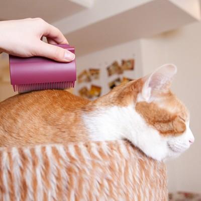 ☆OPPO Groomo グルーモ テープ付 ベリー テラモト ▽b ペット グッズ 犬 ドッグ 猫 キャット グルーミング｜runpet｜02