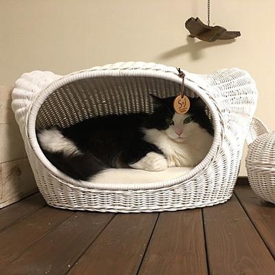 ラタン キティハウス ホワイト シンシアジャパン ▽g ペット グッズ 犬 