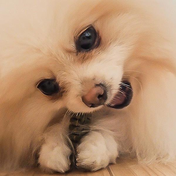 DENTI 3 fairy デンティ・スリーフェアリー はちみつミント味 SS[約32