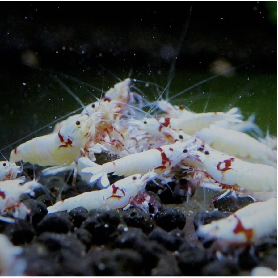 売上特価 レッドビーシュリンプ 50匹 日の丸 モスラ バンド Mix エビ 送料無料 人気no 1 Ssl Daikyogo Or Jp