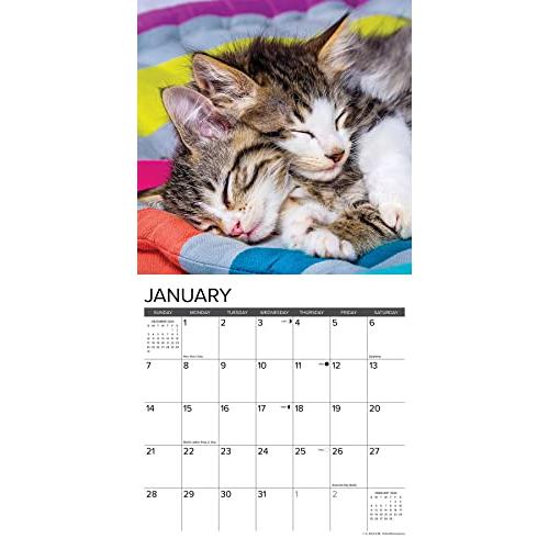 Just Kittens 2024 Calendar 【並行輸入】｜runsis-store｜03