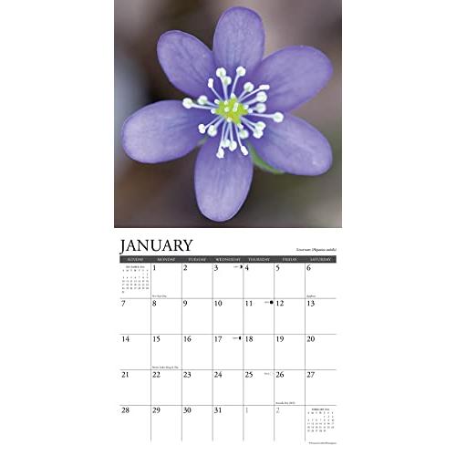 Wildflowers 2024 Calendar 【並行輸入】｜runsis-store｜03