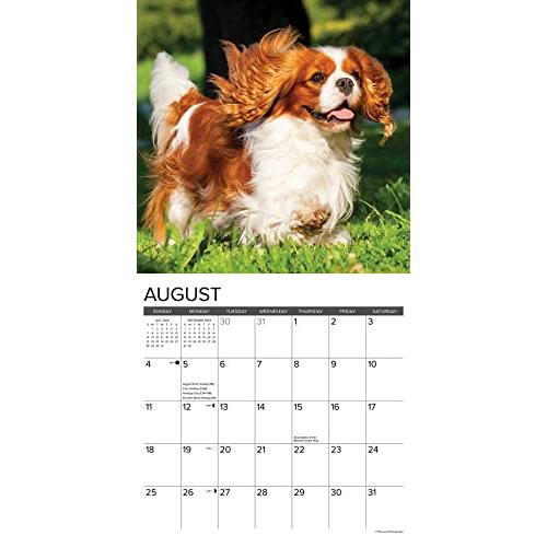 Just Cavalier King Charles Spaniels 2024 Calendar 【並行輸入】｜runsis-store｜03