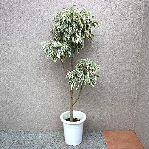 買物代行 フィカス ベンジャミン スターライトビューティークイーン 3 4玉7号プラスチック鉢 初心者にも育てやすい観葉植物として人気 観葉植物大型 鉢 プランター 品種で選 A B08ynv7rq4 2601 観葉植物大型 Ruru 購入商品限定