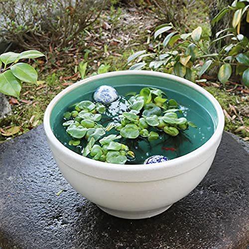 信楽焼 すいれん鉢 睡蓮鉢 13号白カスミ水鉢 重量 6kg Su 0253 すいれん鉢 蓮鉢 金魚鉢 陶器 メダカ鉢 水鉢 Ruru 陶器 A B092z4s1xz 2601 めだか鉢 焼き 特価販売チラシの
