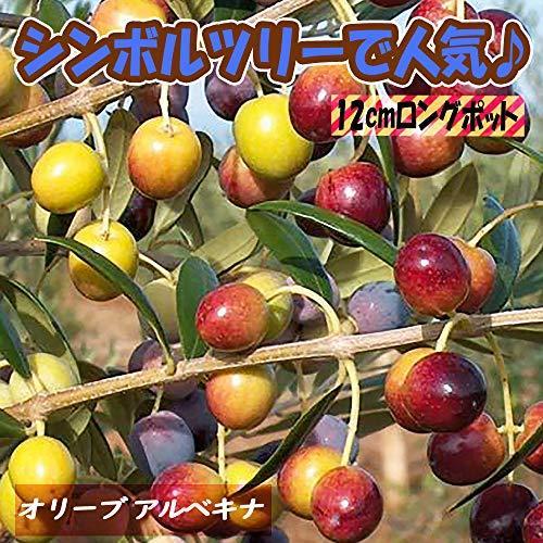 オリーブ苗木 品種:アルベキナ 12cmロングポット(2〜3年生挿し木/大苗)【1個】【ポット苗なのでほぼ年中植付けOK!】|ruru5-store|02