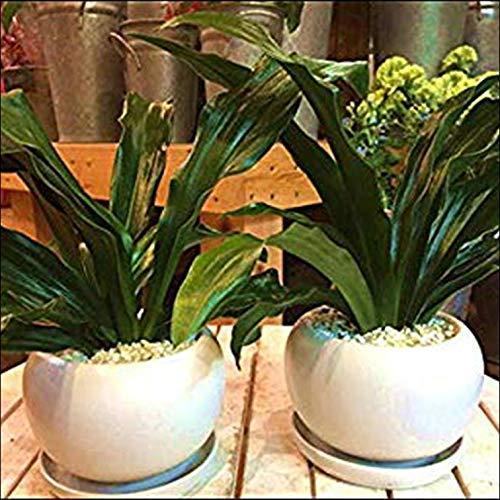 在庫処分品 万年青 オモト 有田 ありた ２鉢セット販売 和風の和み テーブルサイズ S サイズ ２鉢セットでご自 ハイクオリティー Acelerando Com Ec