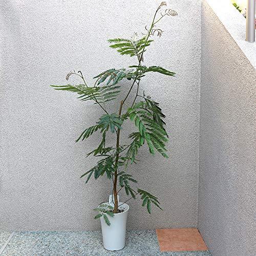 エバーフレッシュ アカサヤネムノキ 観葉植物 大型 7号プラスチック鉢 品種で選べる観葉植物 リビングやオ Solaristransportes Com Br