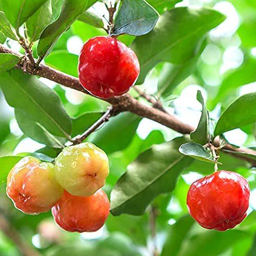 セール特価返品okのアセロラの苗木 苗木 植木 品種で選べる果樹苗木 4 5号ポット 1個 ポット植えなのでほぼ年中植付け可能 育てやすく花 ポット植えなのでほぼ年中植付け可能 育てやすく花 果樹 A B093b7zqfz 2614 5ruru 大きな割引