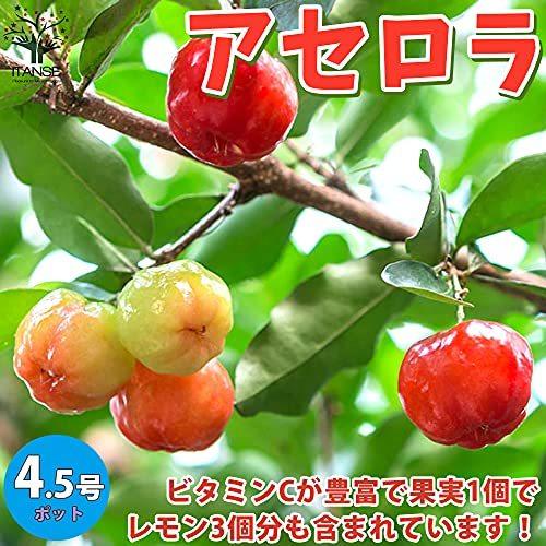 セール特価返品okのアセロラの苗木 苗木 植木 品種で選べる果樹苗木 4 5号ポット 1個 ポット植えなのでほぼ年中植付け可能 育てやすく花 ポット植えなのでほぼ年中植付け可能 育てやすく花 果樹 A B093b7zqfz 2614 5ruru 大きな割引
