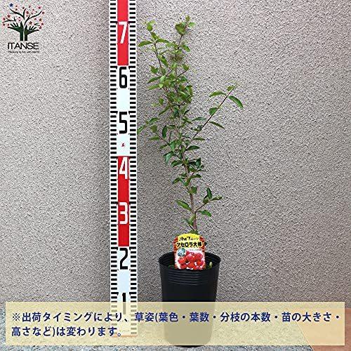 セール特価返品okのアセロラの苗木 苗木 植木 品種で選べる果樹苗木 4 5号ポット 1個 ポット植えなのでほぼ年中植付け可能 育てやすく花 ポット植えなのでほぼ年中植付け可能 育てやすく花 果樹 A B093b7zqfz 2614 5ruru 大きな割引