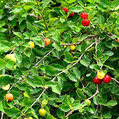 セール特価返品okのアセロラの苗木 苗木 植木 品種で選べる果樹苗木 4 5号ポット 1個 ポット植えなのでほぼ年中植付け可能 育てやすく花 ポット植えなのでほぼ年中植付け可能 育てやすく花 果樹 A B093b7zqfz 2614 5ruru 大きな割引