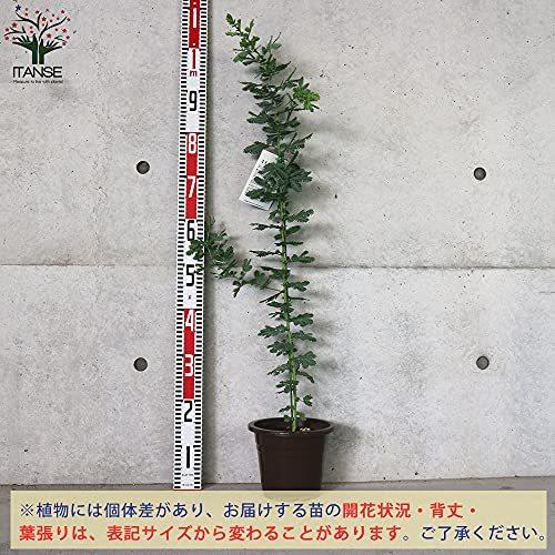 安い 店 のミモザアカシア6号鉢 品種で選べる花木苗 6号鉢 1個売り 学名 Acacia 花 ガーデニング 学名 Acacia Baileyana マメ科アカシア属 原産地 オー Baileyana マメ科アカシア属 原産地 オー A B09bz6zmcc 2613 5ruru 廉価販売