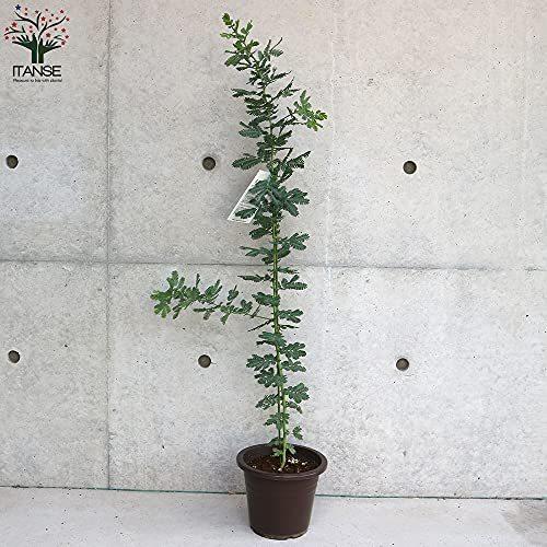 安い 店 のミモザアカシア6号鉢 品種で選べる花木苗 6号鉢 1個売り 学名 Acacia 花 ガーデニング 学名 Acacia Baileyana マメ科アカシア属 原産地 オー Baileyana マメ科アカシア属 原産地 オー A B09bz6zmcc 2613 5ruru 廉価販売