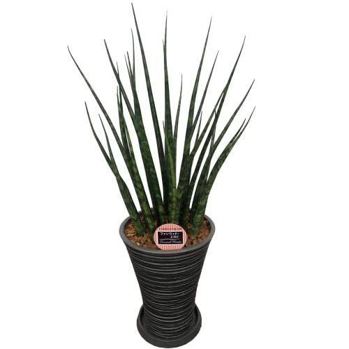 観葉植物 エバニュー マイナスイオン効果があるといわれている観葉植物 空気清浄樹 サンスベリア希少品種 ファンウッド ミカ Nkjcyfogu1 Www Seguridadintegralsrl Com