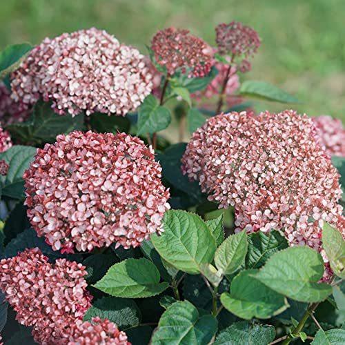 取扱 店舗 アジサイ ピンクのアナベル 6号鉢 Pvp登録品種 Ncha1 品種で選べる花木苗 1個売り 品種で選べる花木苗 1個売り 学名 Hydrangea Arborescens アジサイ科アジサイ A B09zh8r9zs 2613 Arborescens アジサイ科 アジサイ 5ruru 日本大特価