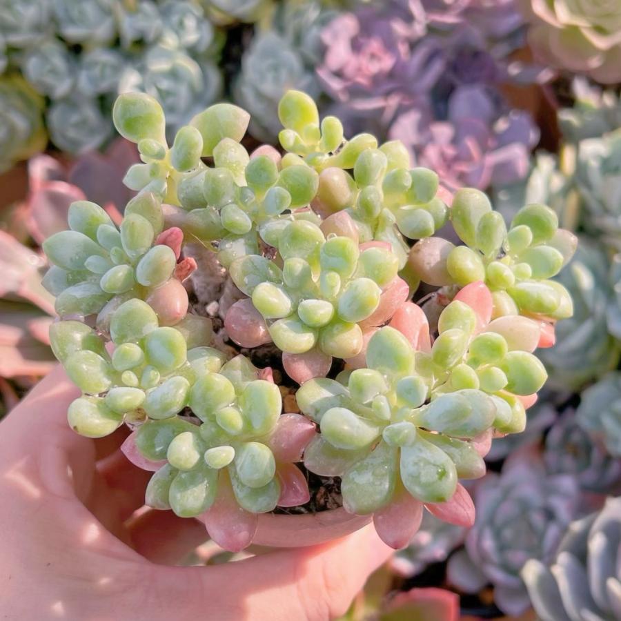 ストロベリーミルク錦　カット苗　多肉植物 大人気 多肉植物 エケベリア ストロベリーミルクシェイク 超美苗 レア