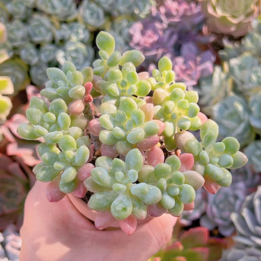 Top【選抜株】多肉植物　361488ストロベリーミルク　80個　鉢無し/脱土 多肉植物 ストロベリーミルク群生 新入荷 るる農園 : るる農園 - 通販
