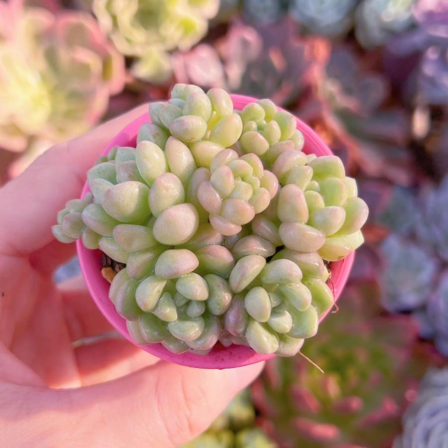 多肉植物 チューインガム 6頭以上 新入荷 : るる農園 - 通販 多肉植物 チューインガム 6頭以上 新入荷 : るる農園 - 通販