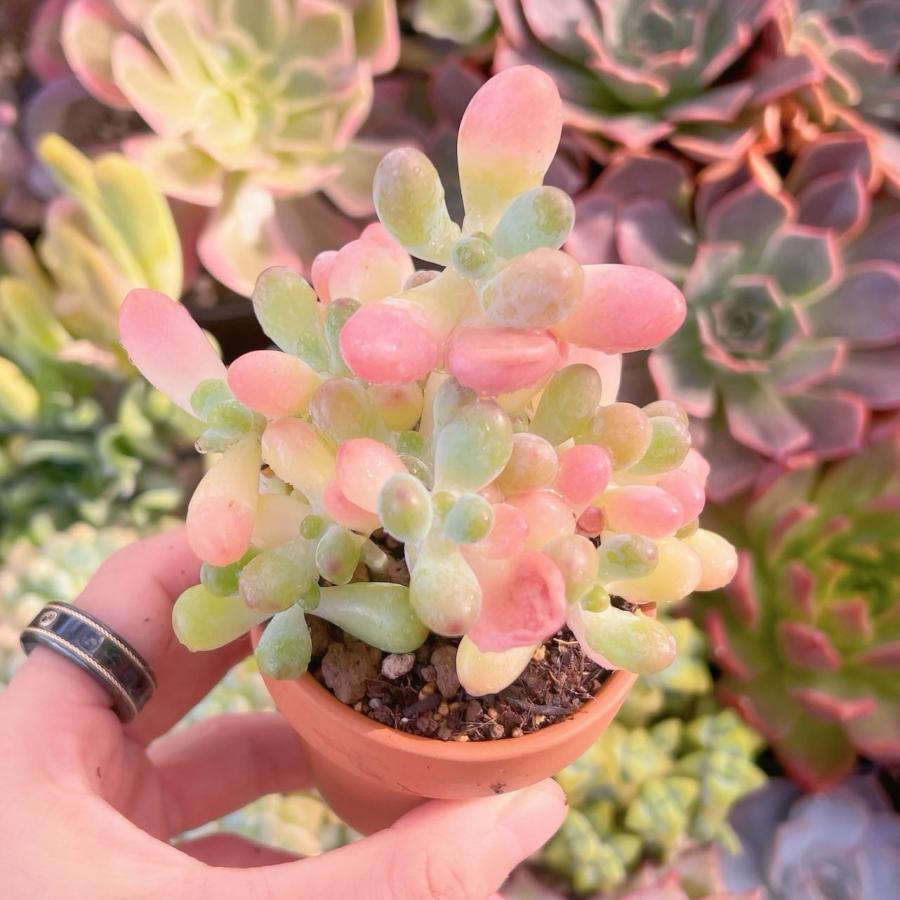 多肉植物 Sedum 新品種 パトリックスター 群生 : るる農園 - 通販