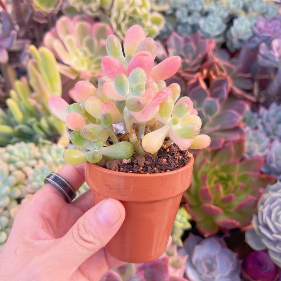 多肉植物 Sedum 新品種 パトリックスター 群生 : るる農園 - 通販