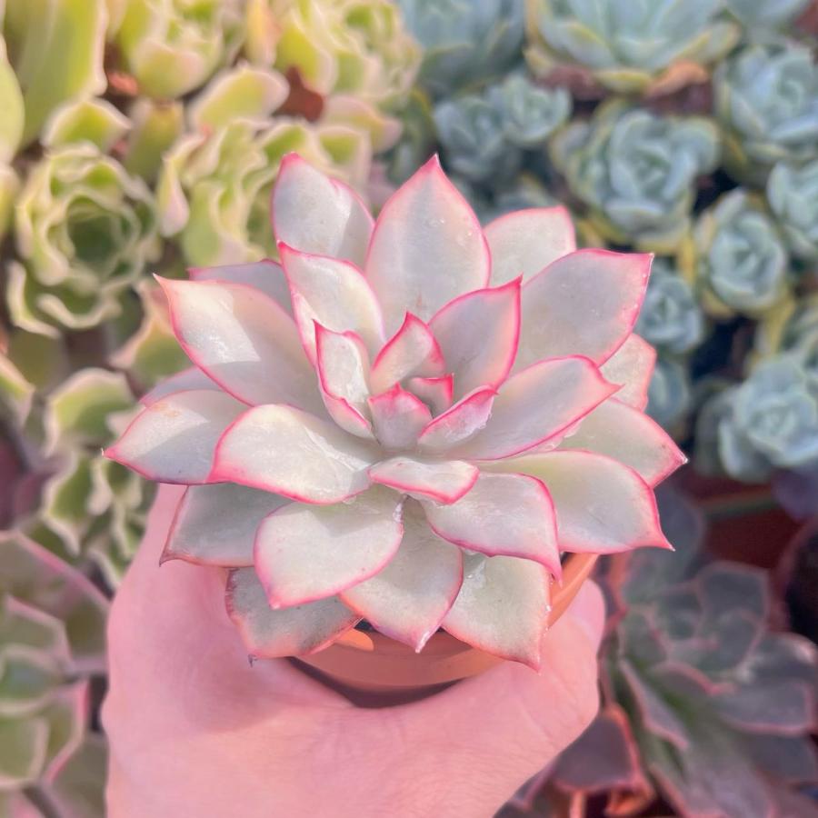 多肉植物 月光女神錦 新入荷 るる農園 : るる農園 - 通販 - Yahoo