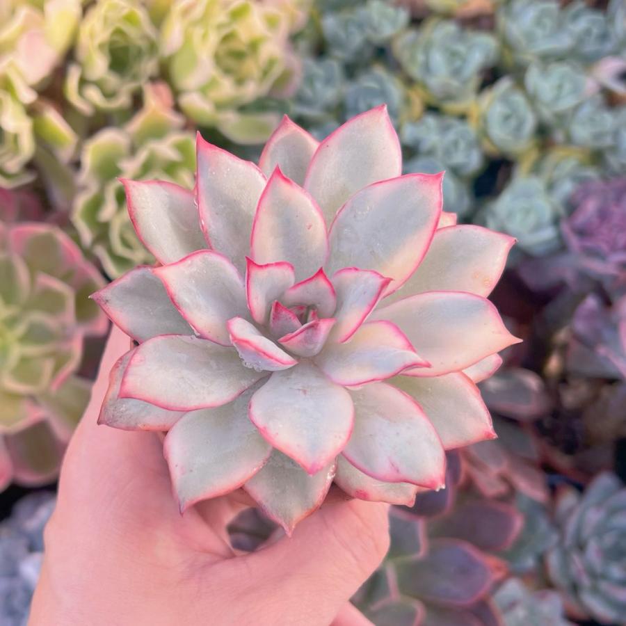 多肉植物 月光女神錦 新入荷 るる農園 : るる農園 - 通販 - Yahoo