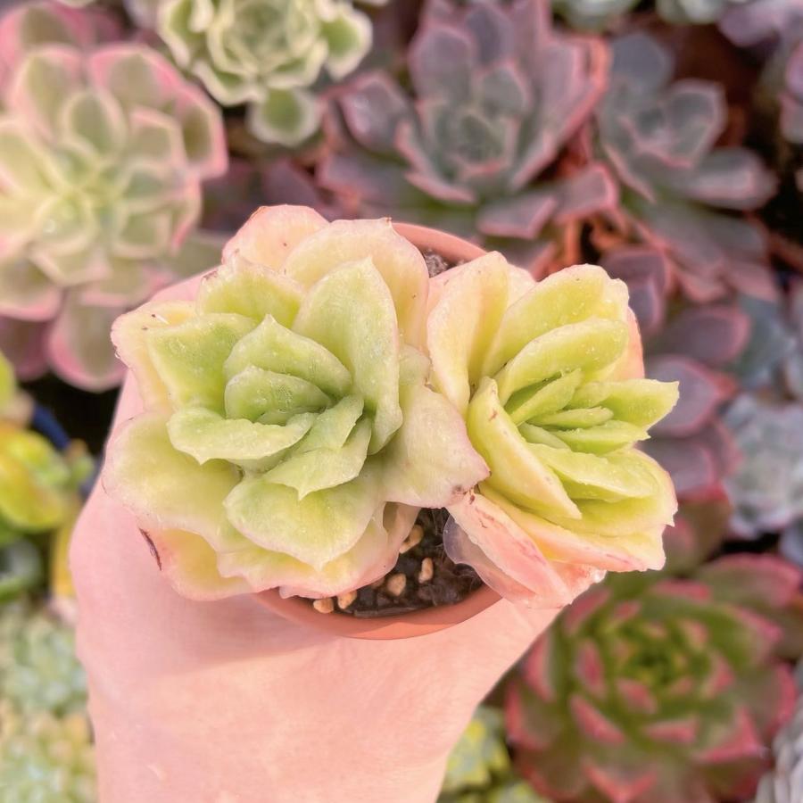 多肉植物 アイスラブリーローズ錦 2頭 新入荷 るる農園 : るる