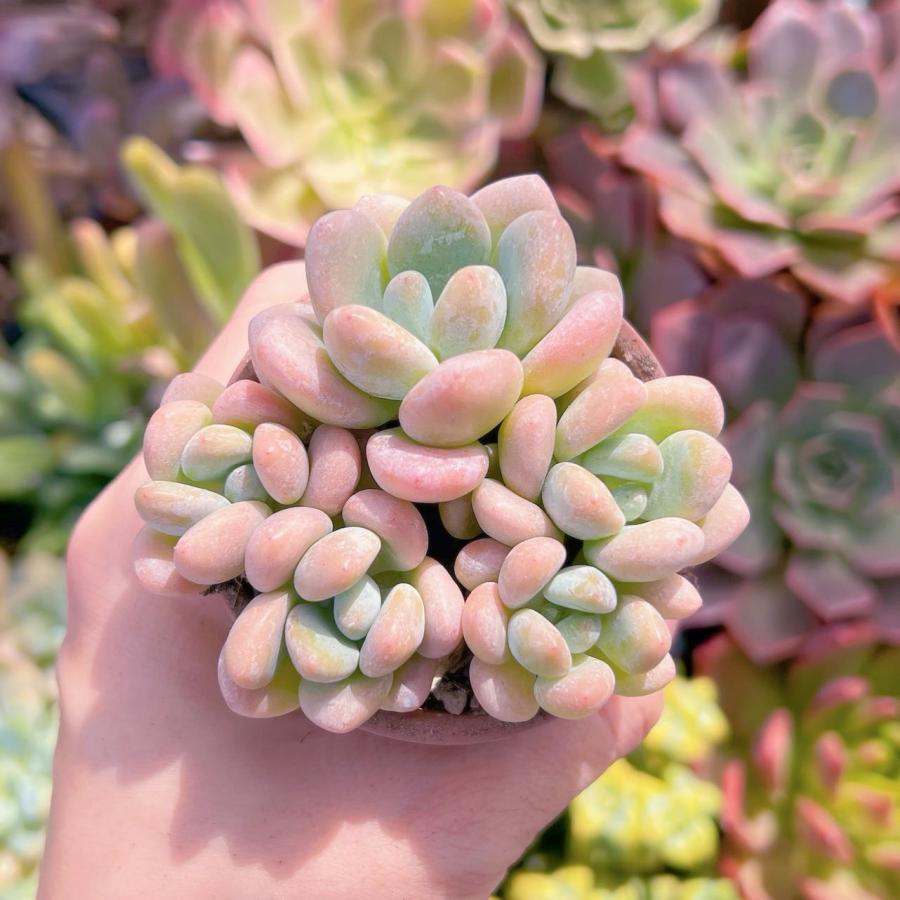 多肉植物 洛神 VERVEさん 多肉植物 洛神 VERVEさん - メルカリ