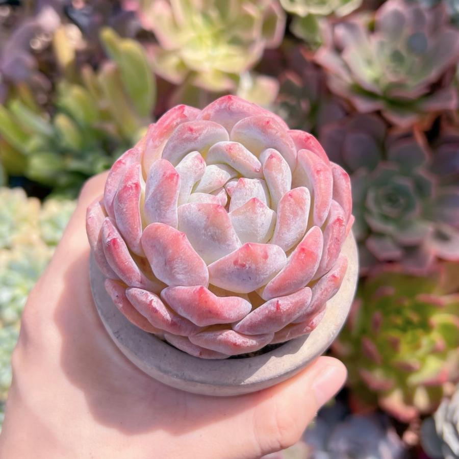 多肉植物 オレンジモンロー 新入荷 るる農園 : るる農園 - 通販