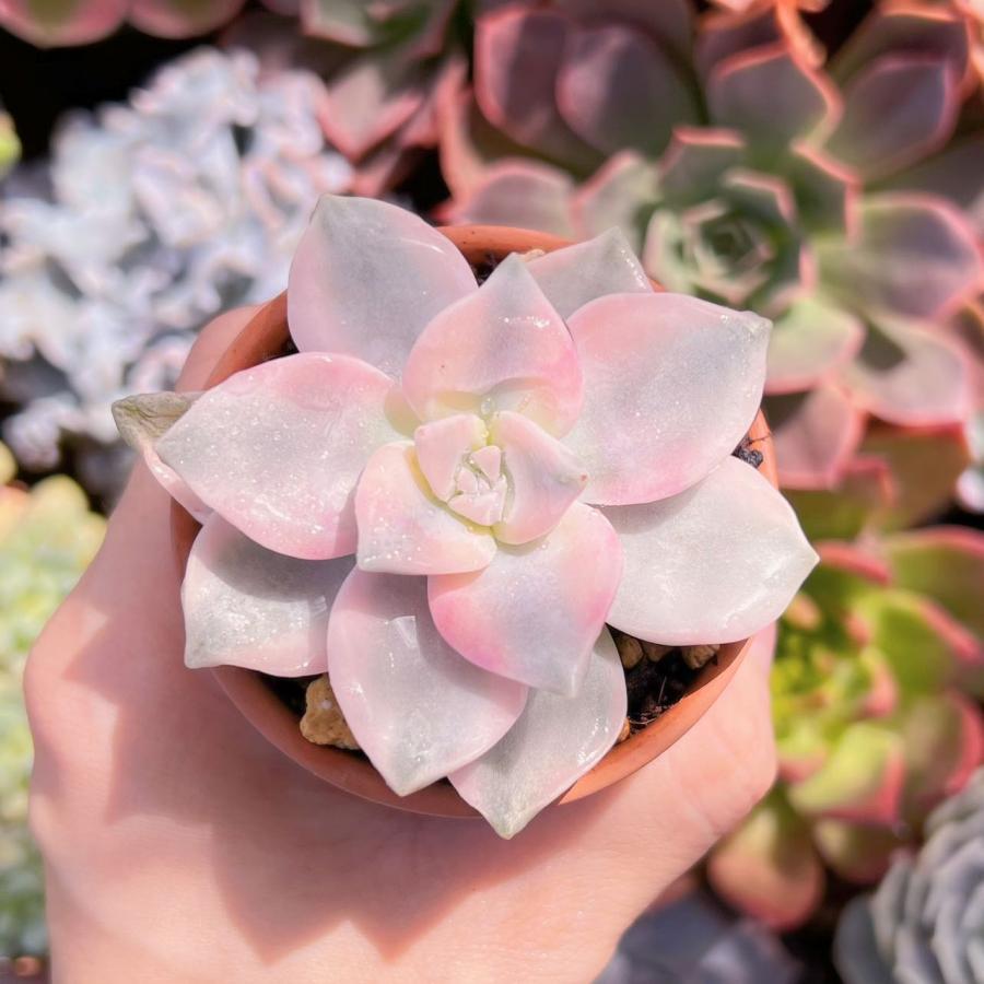 多肉植物 パープルディライト錦 新入荷 るる農園 : るる農園 - 通販