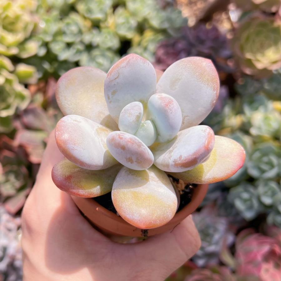 多肉植物 雪美人 新入荷 るる農園 : るる農園 - 通販 - Yahoo!ショッピング