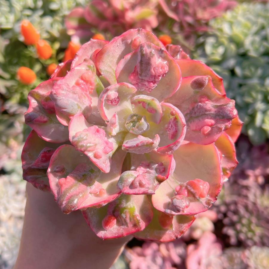 多肉植物 ビヨンセ錦(大) 新入荷 るる農園 : るる農園 - 通販 - Yahoo